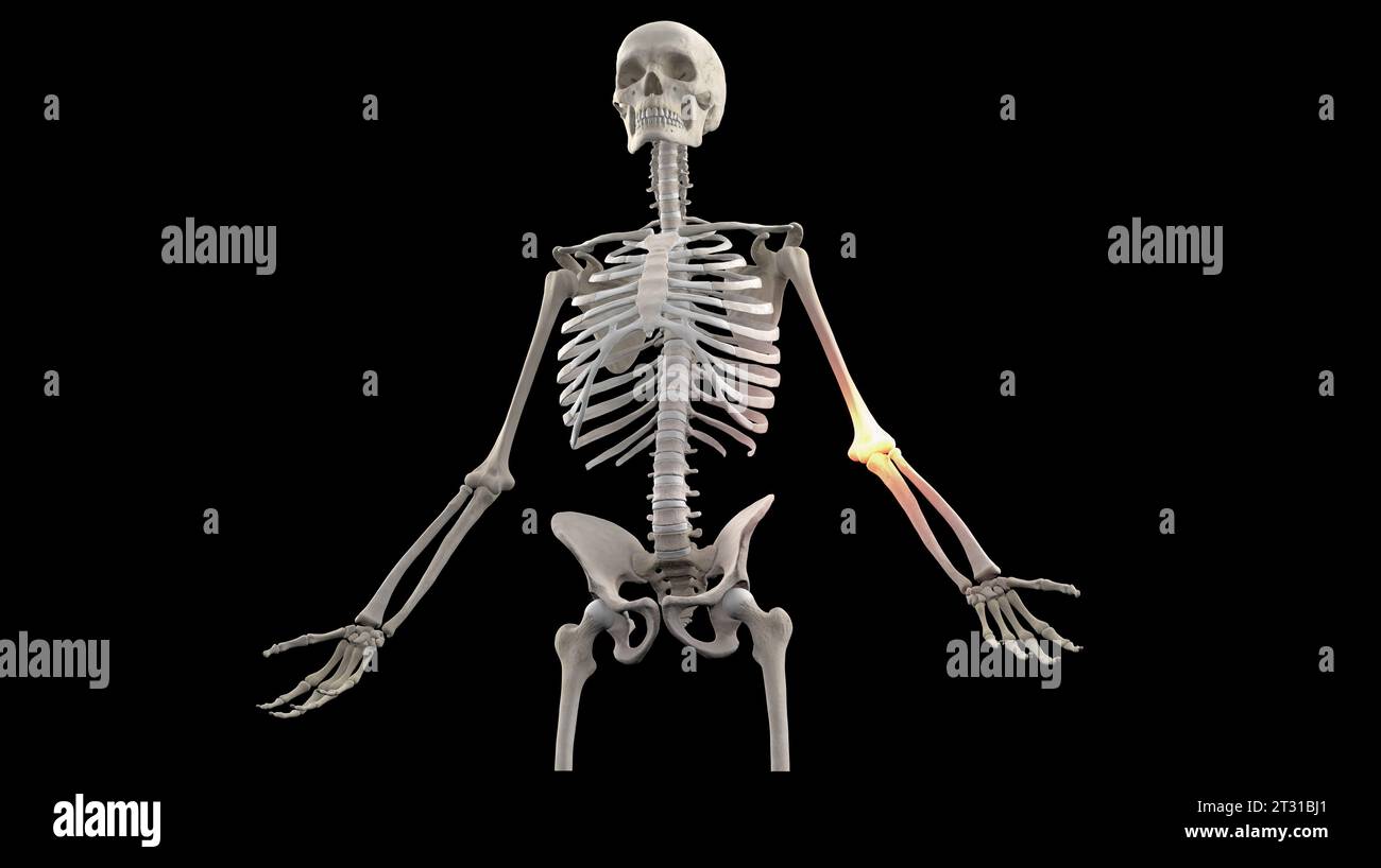 Human skeleton arm elbow anatomy hi-res stock photography and images ...