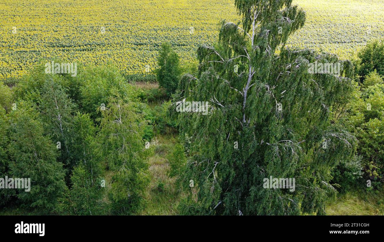 Branches of a tall birch tree, photographed from the air Stock Photo