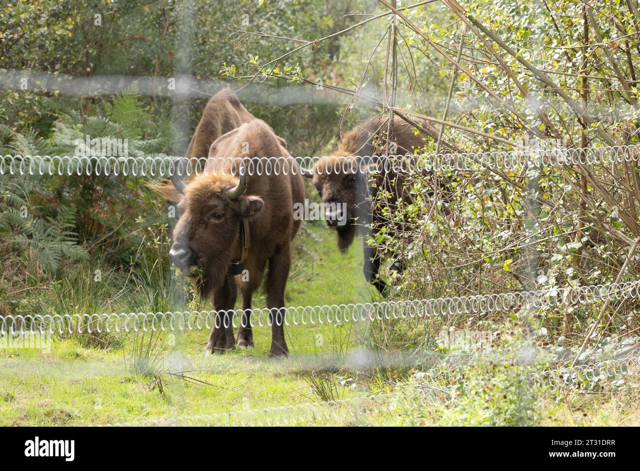 The UK's first wild roaming European bison herd. Conservation grazing in an extensive enclosure in Blean Woods, Kent. Stock Photo