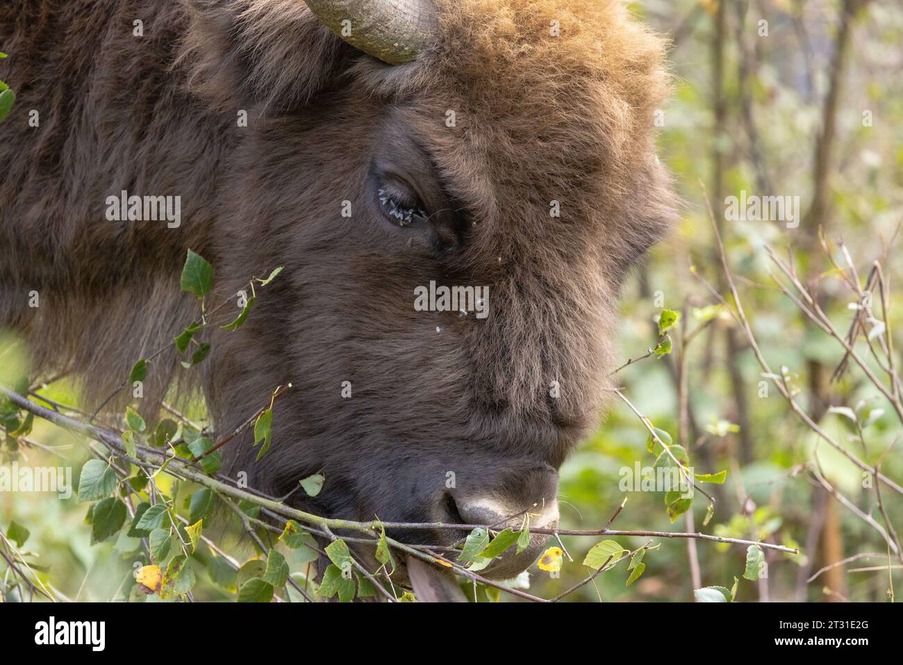 European bison bonasus face hi-res stock photography and images - Alamy