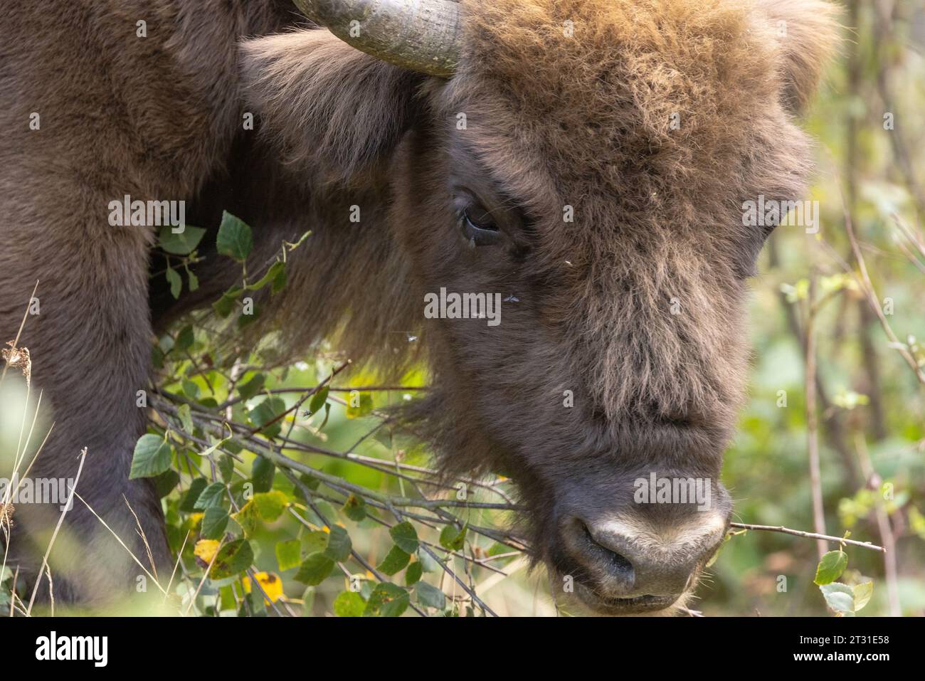 Bison kent hi-res stock photography and images - Alamy