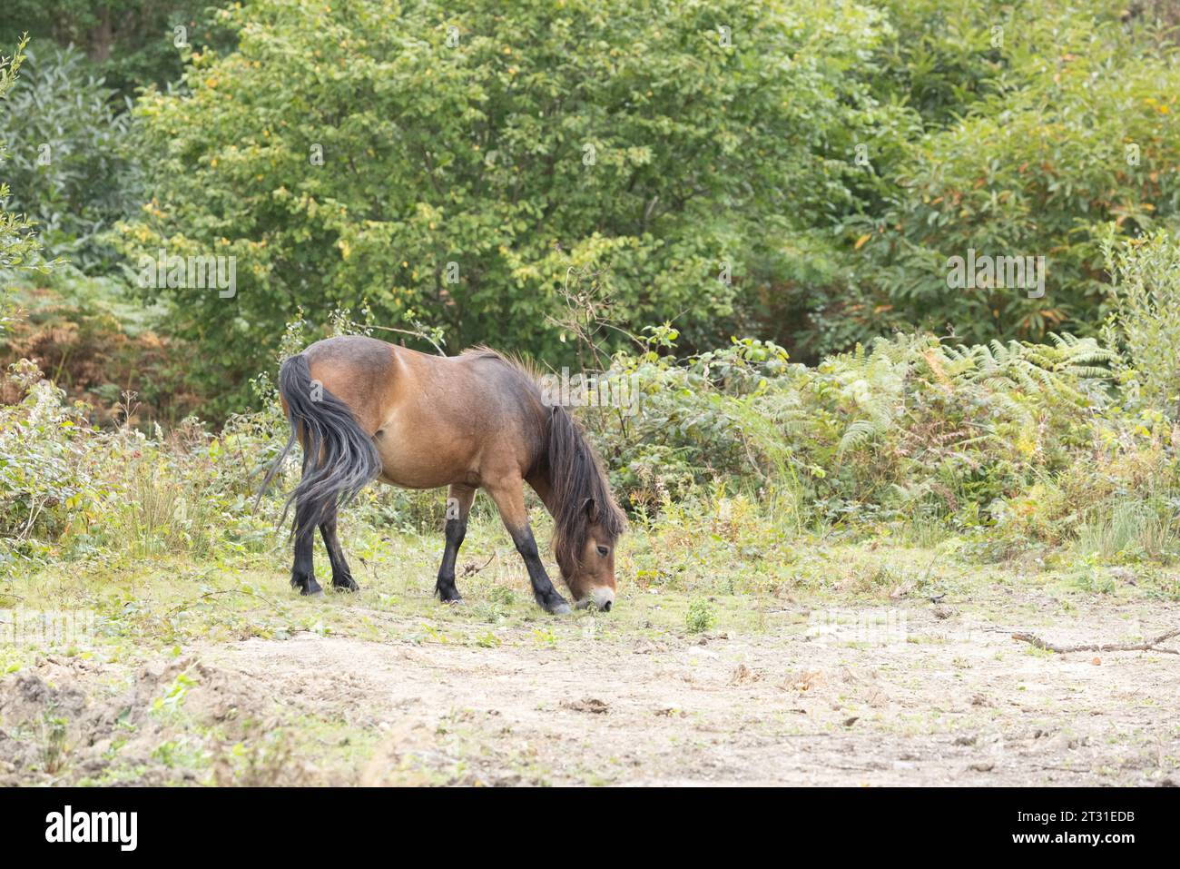 Exmoor ponies are a hardy breed used as a proxy for wild horses to manage habitat on nature reserves like this one in Kent, England. Stock Photo
