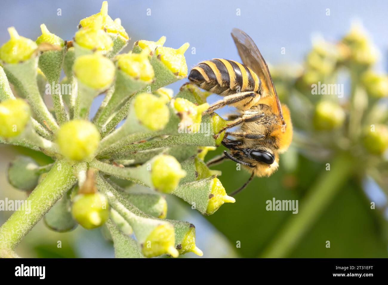 Ivy bees are recent colonists to the UK and are specialists on ivy flowers emerging late in autumn. Stock Photo