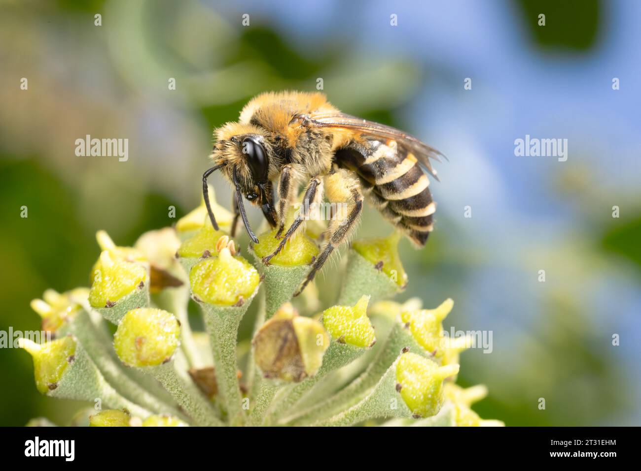 Ivy bees are recent colonists to the UK and are specialists on ivy flowers emerging late in autumn. Stock Photo