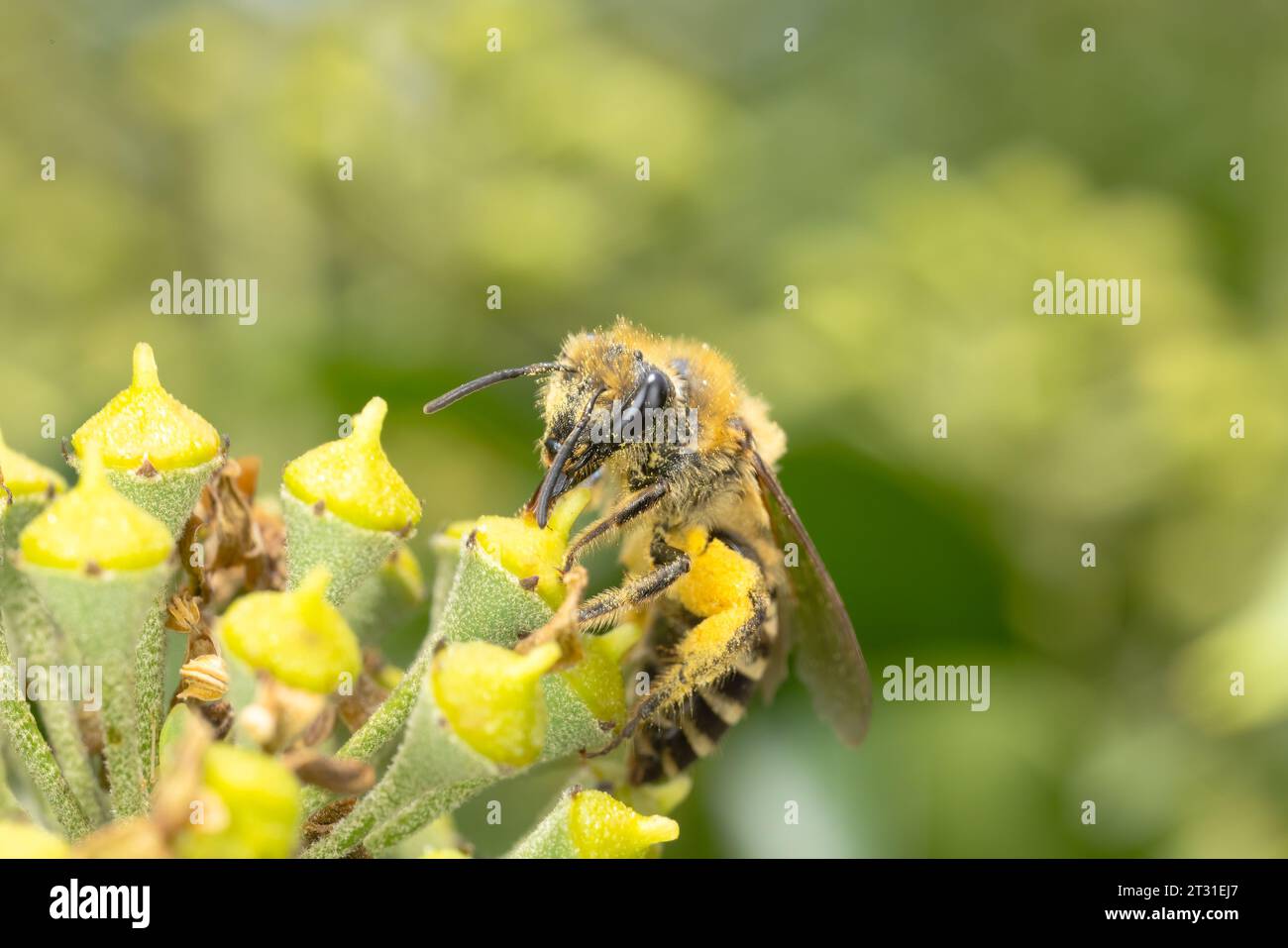 Ivy bees are recent colonists to the UK and are specialists on ivy flowers emerging late in autumn. Stock Photo