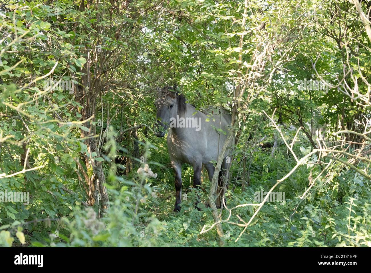 Konik ponies are used to naturally manage nature reserves across Europe, this one is on a Dutch rewilding area. Stock Photo