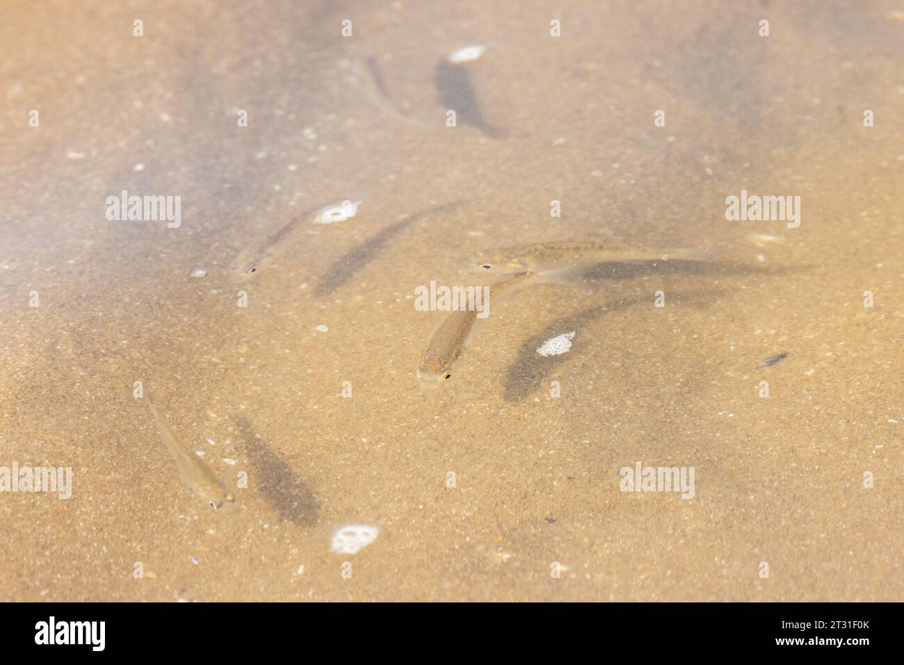 Young fish (fry, or fingerlings) in the sandy shallows of a pool on a