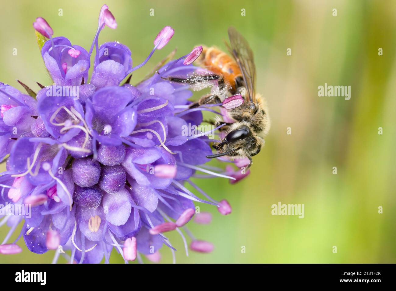 Small Scabious Mining Bee on the flower of a Devil's Bit Scabious. This solitary bee has declined substantially in the UK. Stock Photo