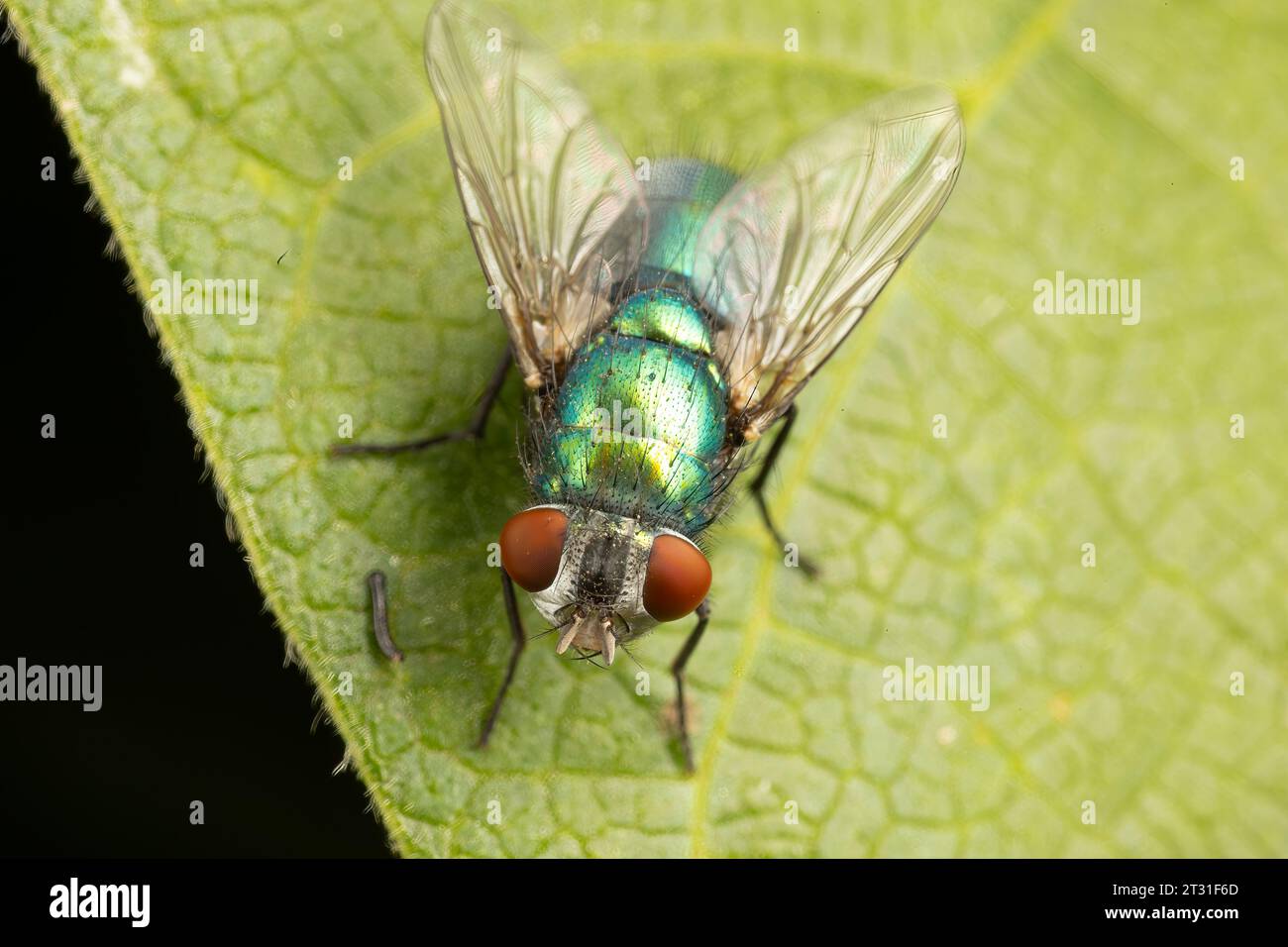 Adult greenbottle fly, one of the commonest, best known flies in the UK, and yet remarkably beautiful when seen close up. Stock Photo