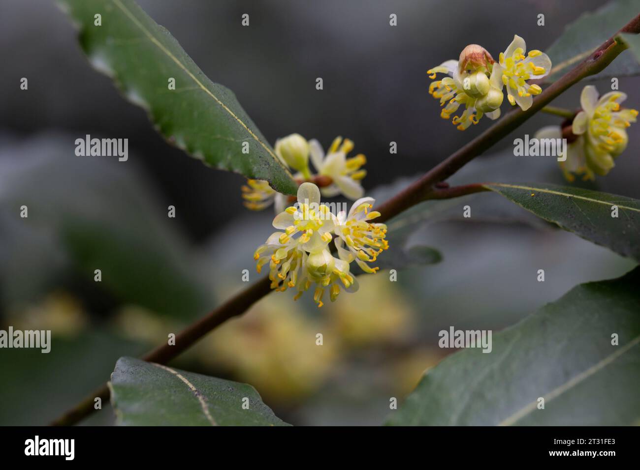 Blossom of Laurus nobilis plant, Laurus azorica, aromatic and medicinal plant Stock Photo