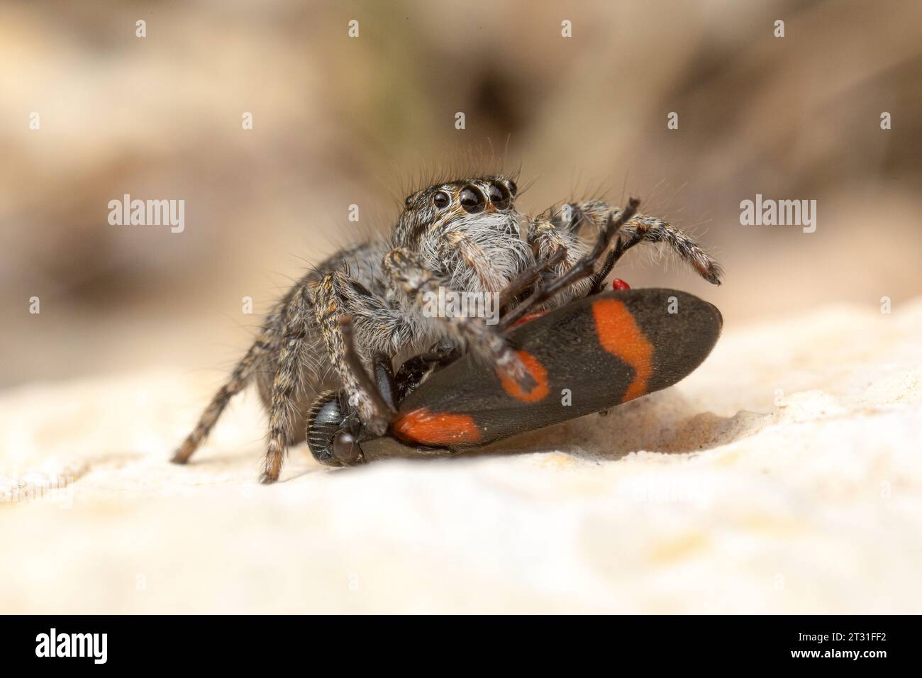 Red-bellied Jumping Spider, female, feeding on plant hopper, Corfu, Greece. Stock Photo
