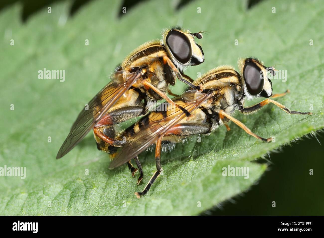 A pair of distinctively striped hoverflies mating perched on a leaf, Herefordshire, UK. Stock Photo