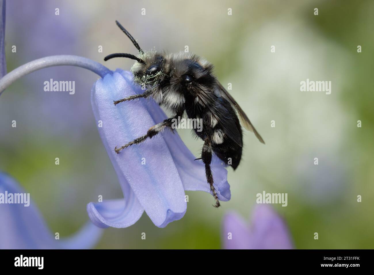 A Mourning Bee on bluebell flowers - this is a 'cuckoo' bee of other solitary bees, Kent, UK. Stock Photo