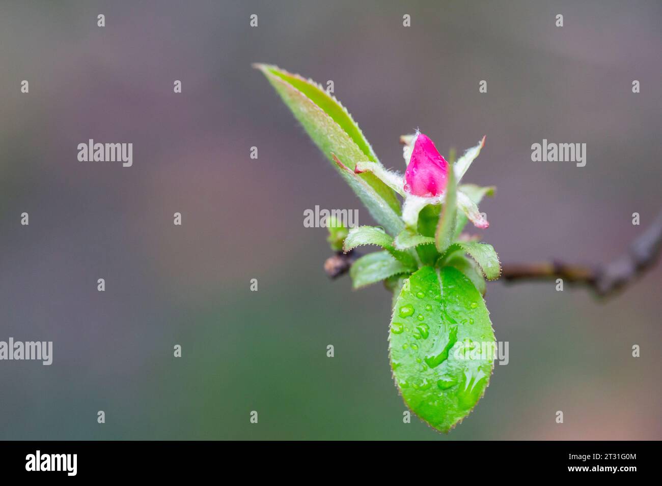 A small rosebud and young green leaves of Pseudocydonia sinensis on a blurry background, selective focus. Early spring, spring natural background. Stock Photo