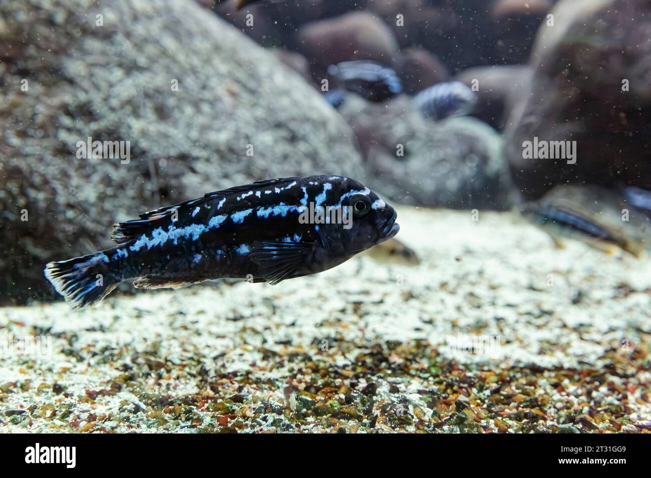 Bluegrey Mbuna (Melanochromis johannii) Stock Photo