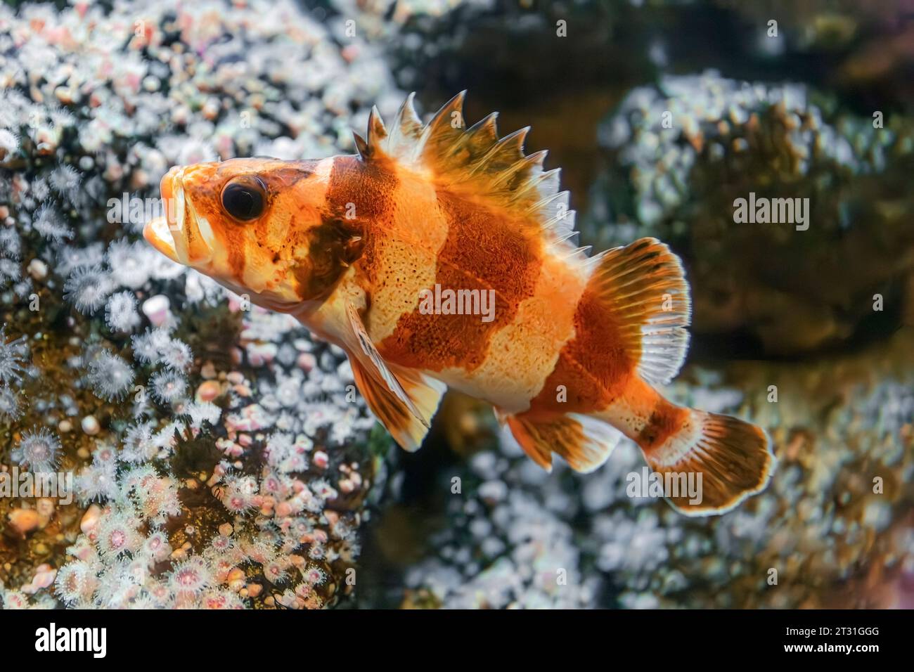 Flag rockfish (Sebastes rubrivinctus) AKA: Spanish flag, redbanded rockfish and barberpole, native to the Eastern Pacific Stock Photo