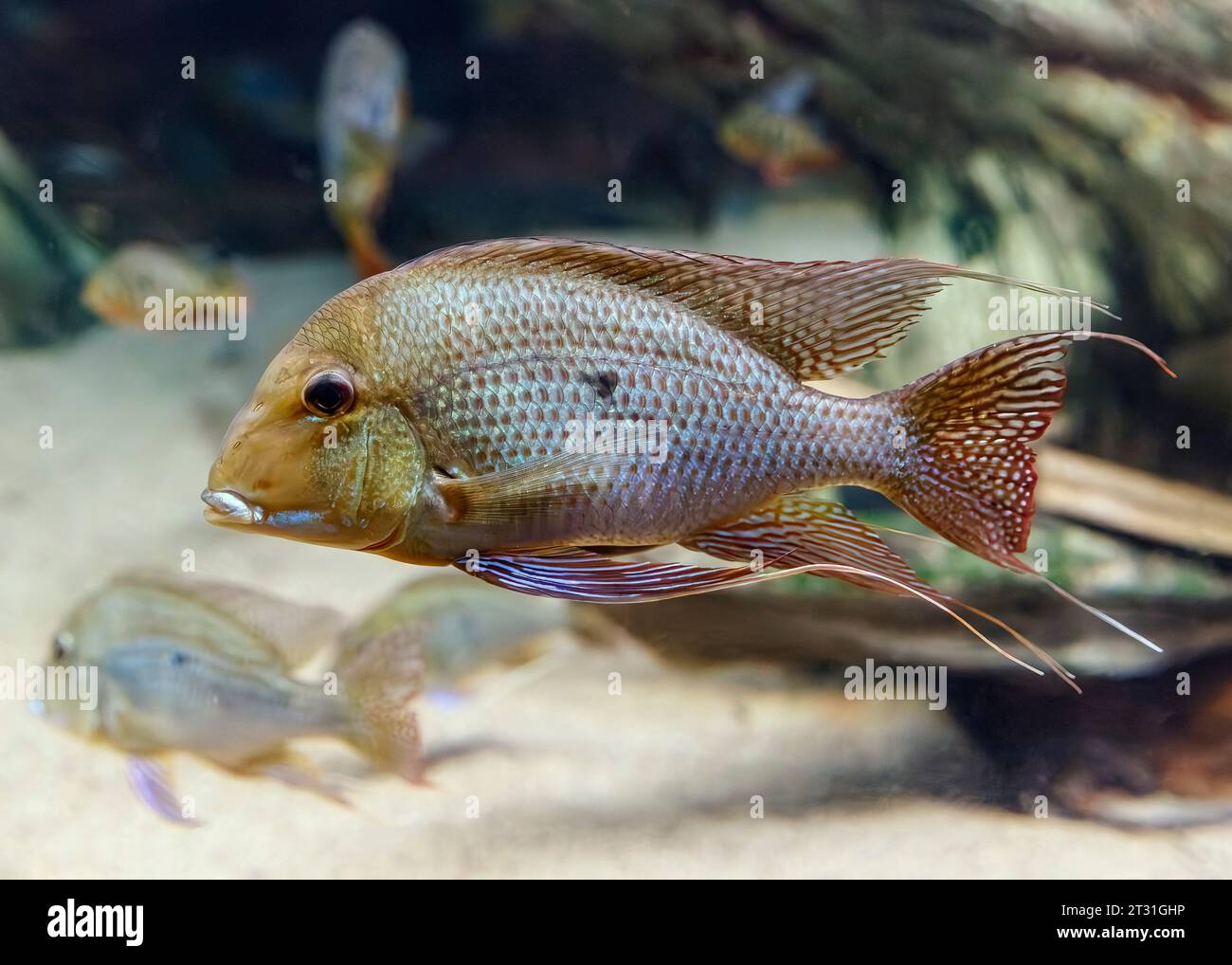 Cichlid, Red Striped Eartheater (Geophagus surinamensis), Amazon River, South America Stock Photo