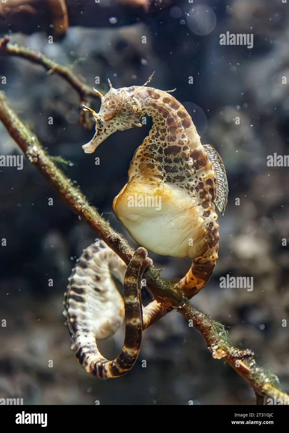 The big-belly seahorse (Hippocampus abdominalis) AKA: pot-bellied seahorse, native to southeast Australia and New Zealand Stock Photo