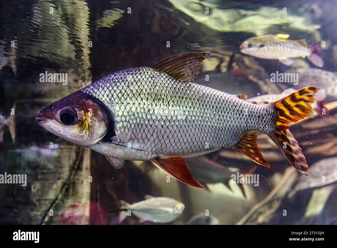 Silver prochilodus (Semaprochilodus taeniurus), Amazon freshwater fish Stock Photo