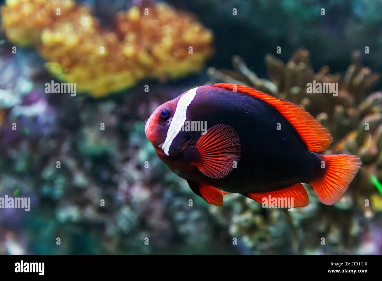 Female Tomato Clownfish (Amphiprion frenatus) AKA: blackback anemonefish, bridled anemonefish, fire clown, and red tomato clown. Stock Photo