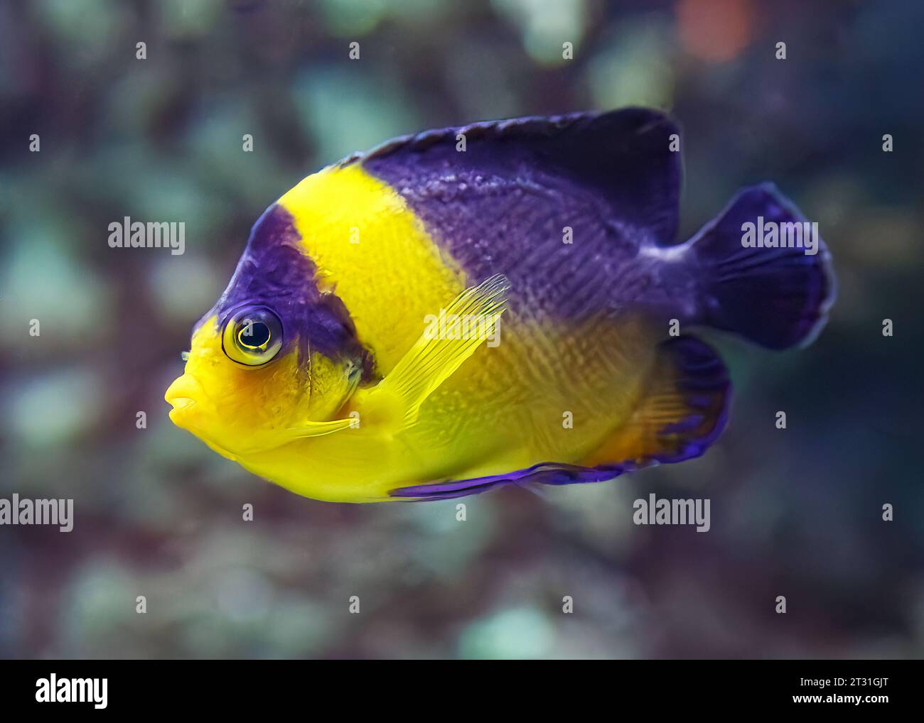 The Venustus Angelfish (Centropyge venusta) AKA: Purple Masked Angelfish, and Paracentropyge venusta. Stock Photo