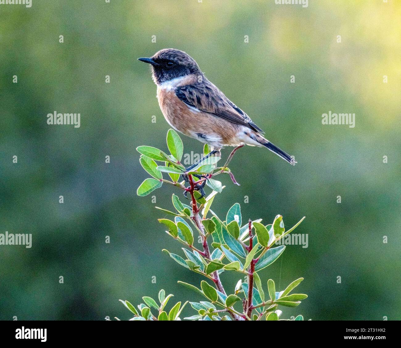 Common stonechat autumn hi-res stock photography and images - Alamy