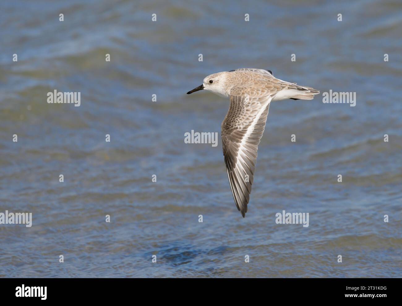Sanderling (Calidris alba) flying over ocean, Galveston, Texas, USA. Stock Photo