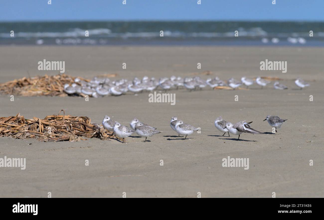 Sanderlings (Calidris alba) hiding from strong wind behind piles of seagrass at the ocean beach, Galveston, Texas, USA. Stock Photo