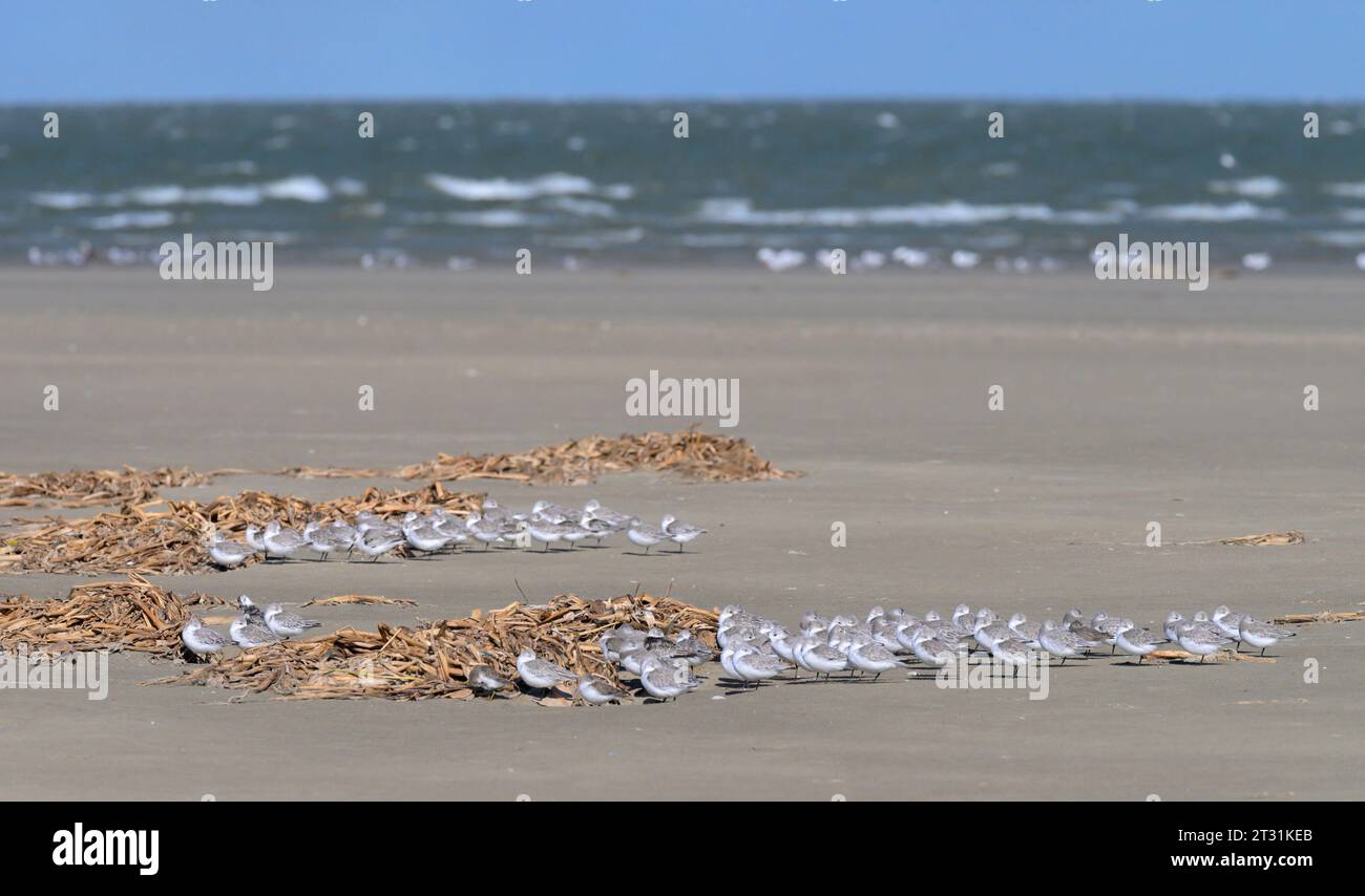 Sanderlings (Calidris alba) hiding from strong wind behind piles of seagrass at the ocean beach, Galveston, Texas, USA. Stock Photo