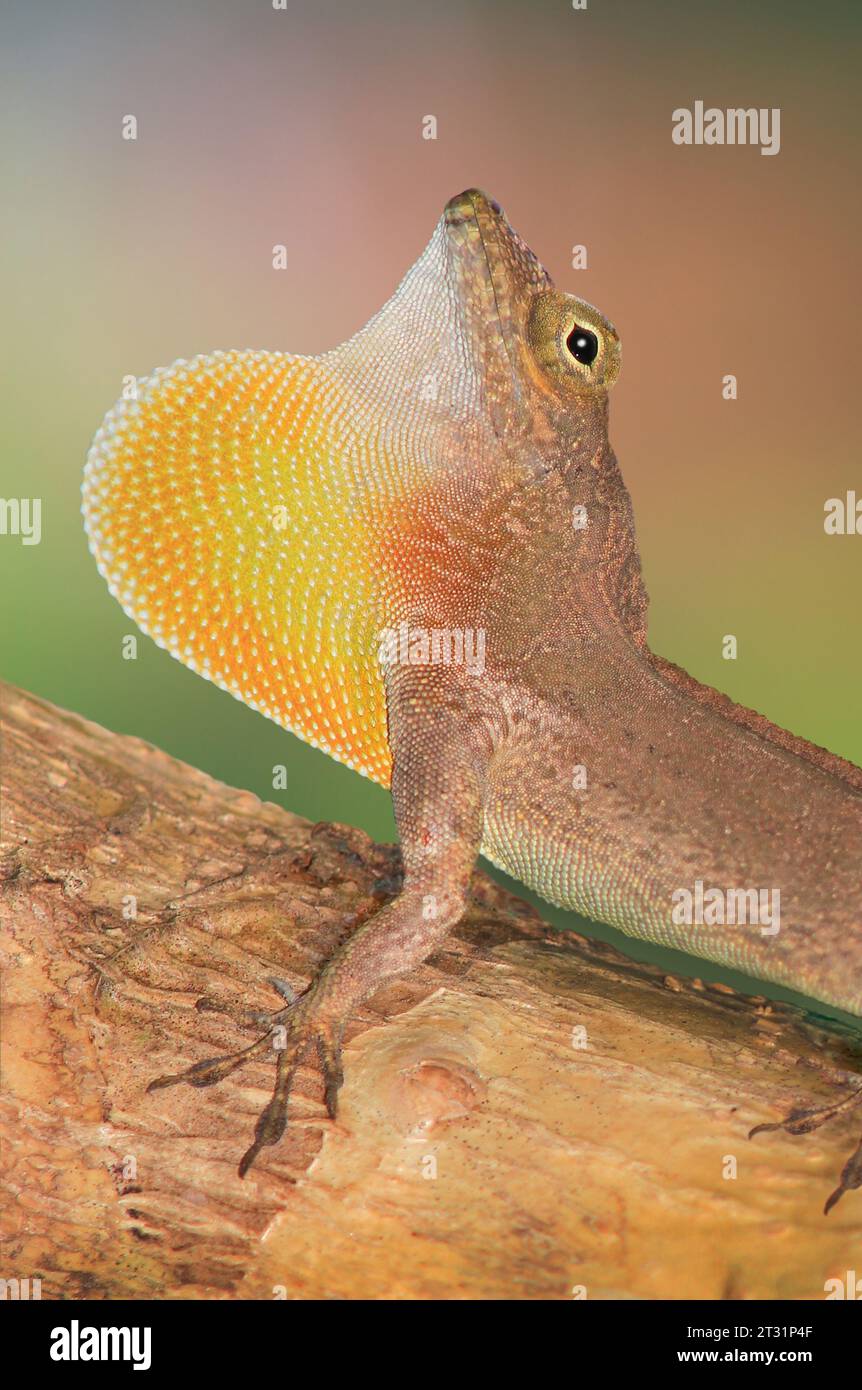 close up to a coqui frog in its natural environment, coqui is a tree