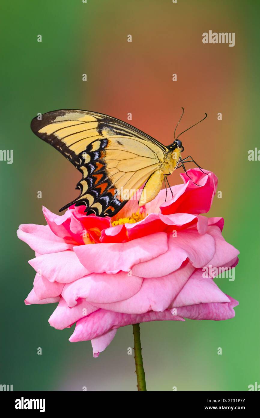 close up to a coqui frog in its natural environment, coqui is a tree