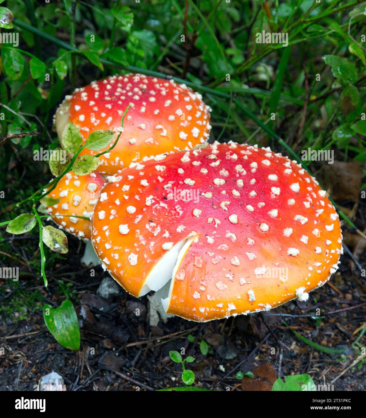 A view of Amanita muscaria mushroom in the wood Stock Photo - Alamy