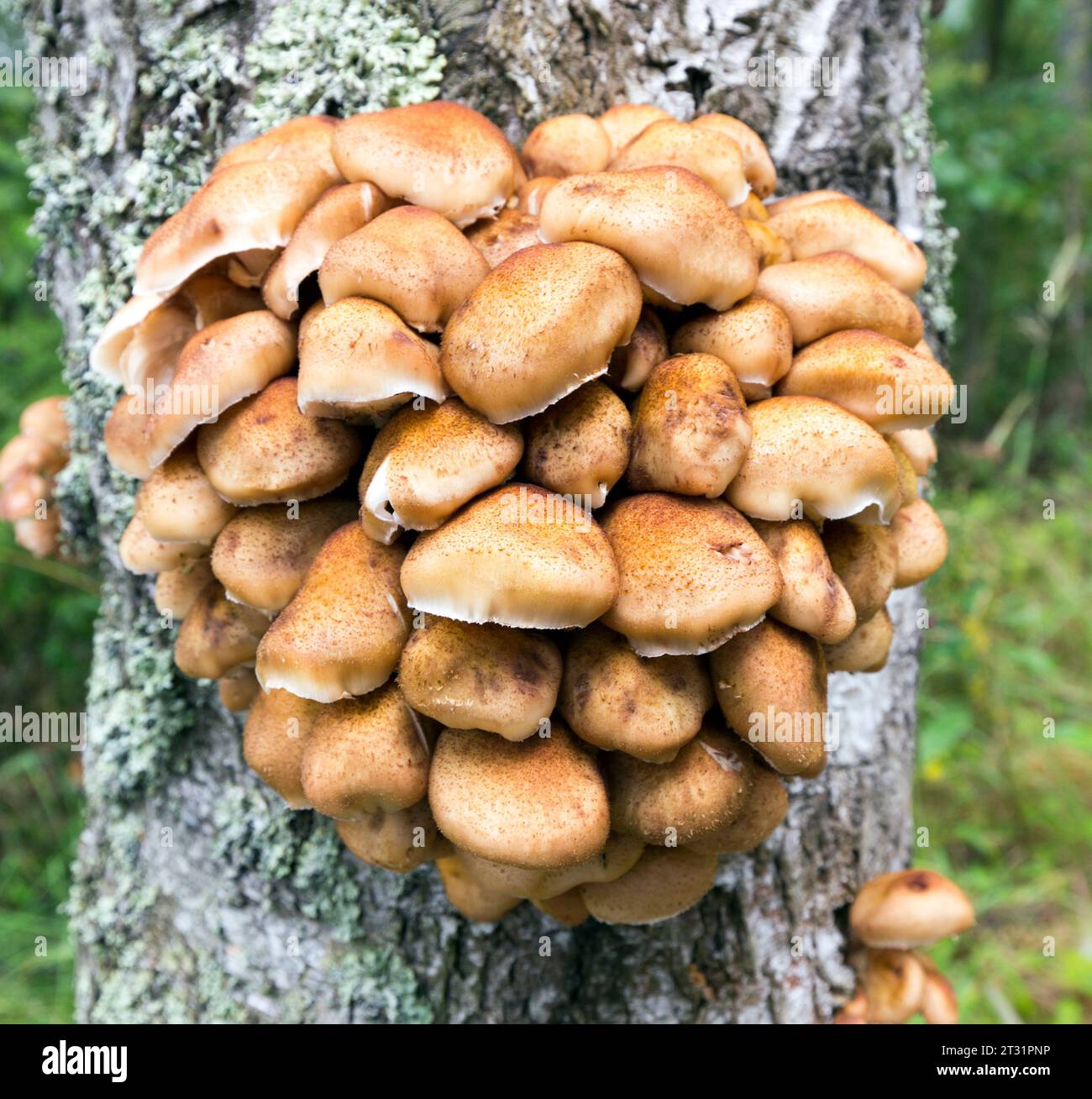 Butterscotch mushroom hi-res stock photography and images - Alamy