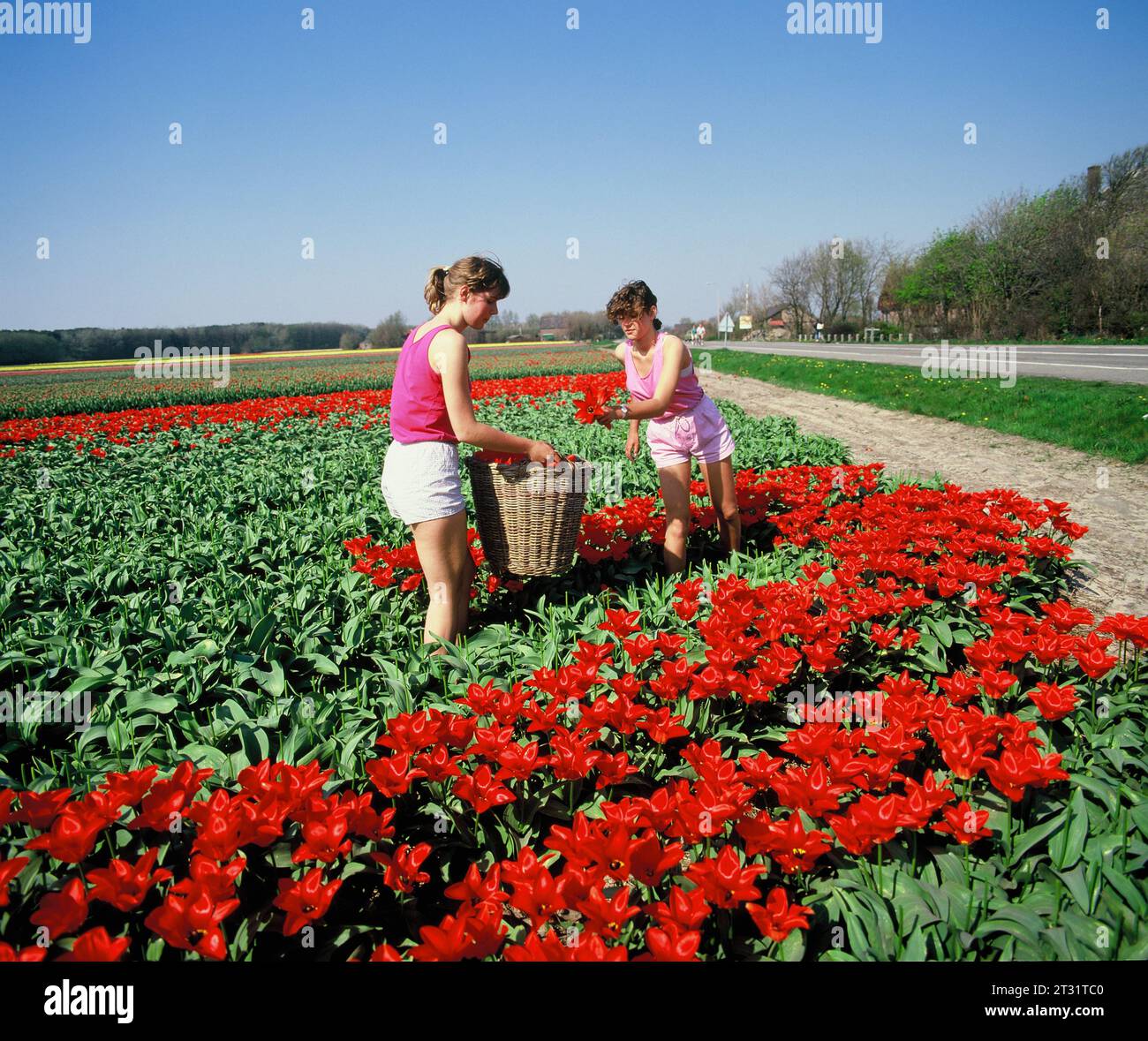 Netherlands. South Holland. Tulip field. Near Lisse. Two young women picking tulips. Stock Photo