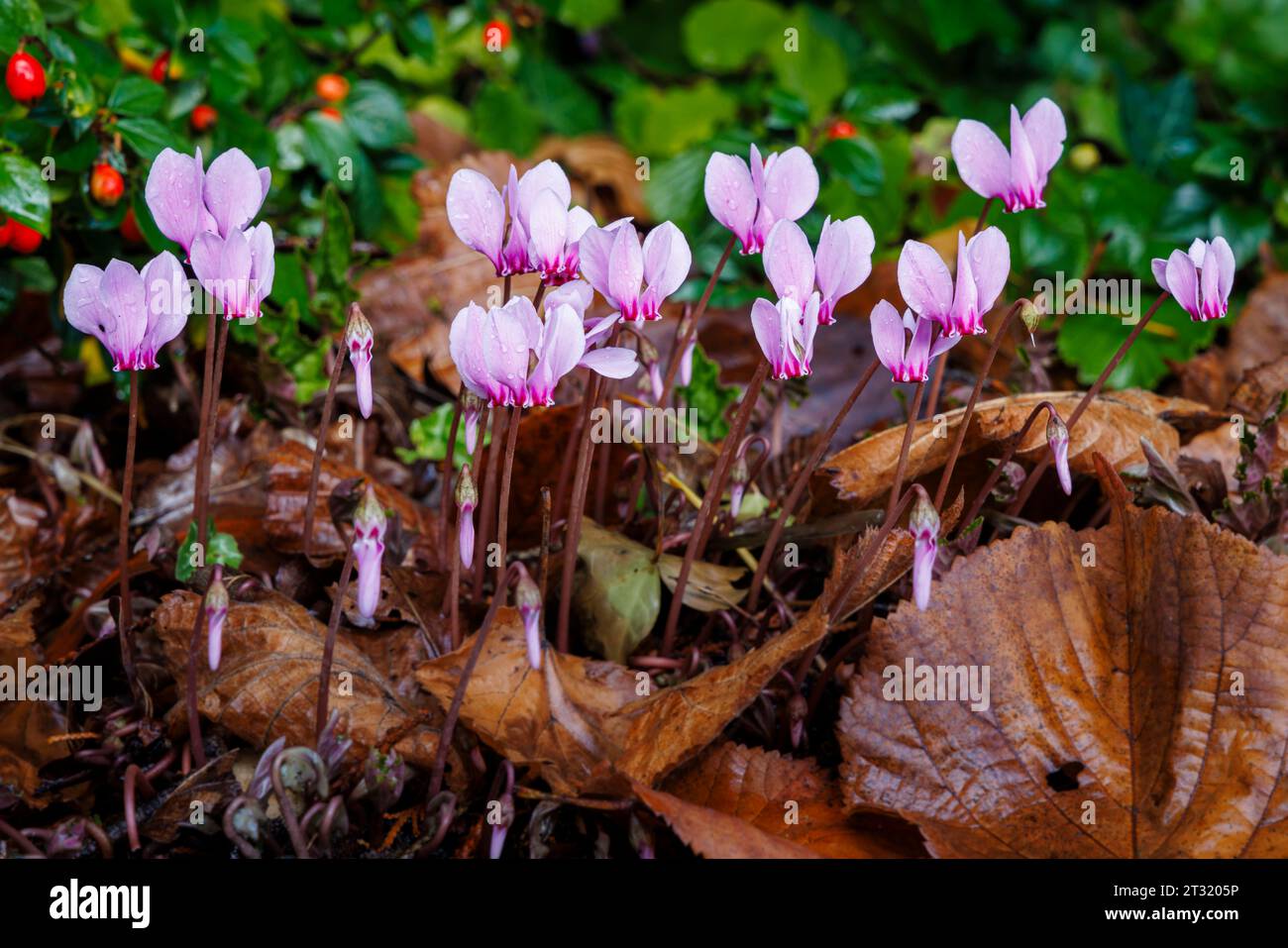 Pretty mauve flowers of autumn flowering Cyclamen Hederifolium with raindrops blooming amongst brown fallen leaves in Surrey, south-east England Stock Photo