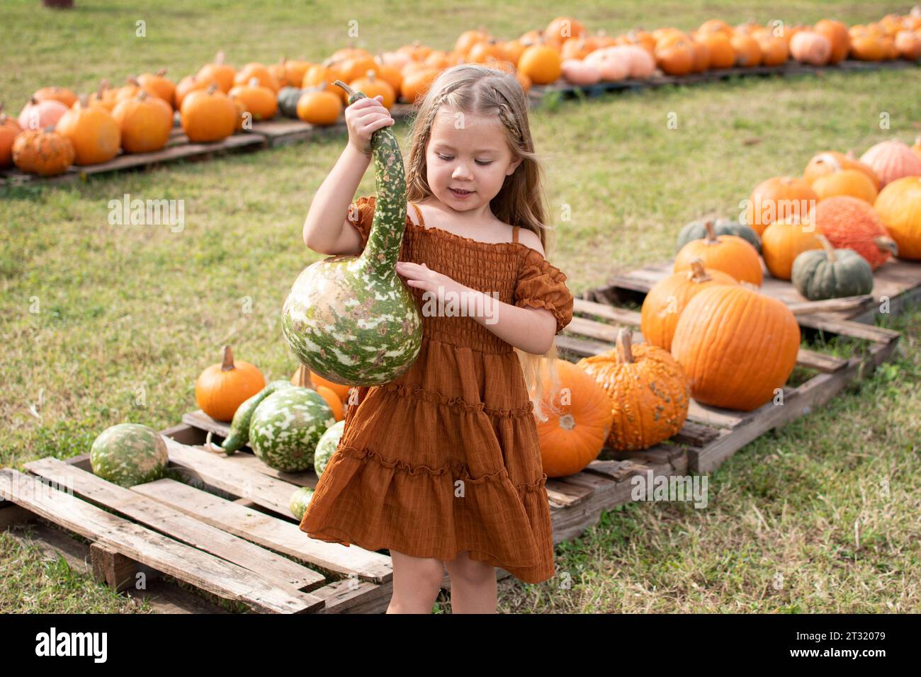 Caucasian little girl choosing a pumpkin at the farm pumpkin patch. Fall fun activities for kids. Family traditions. Gourd Stock Photo