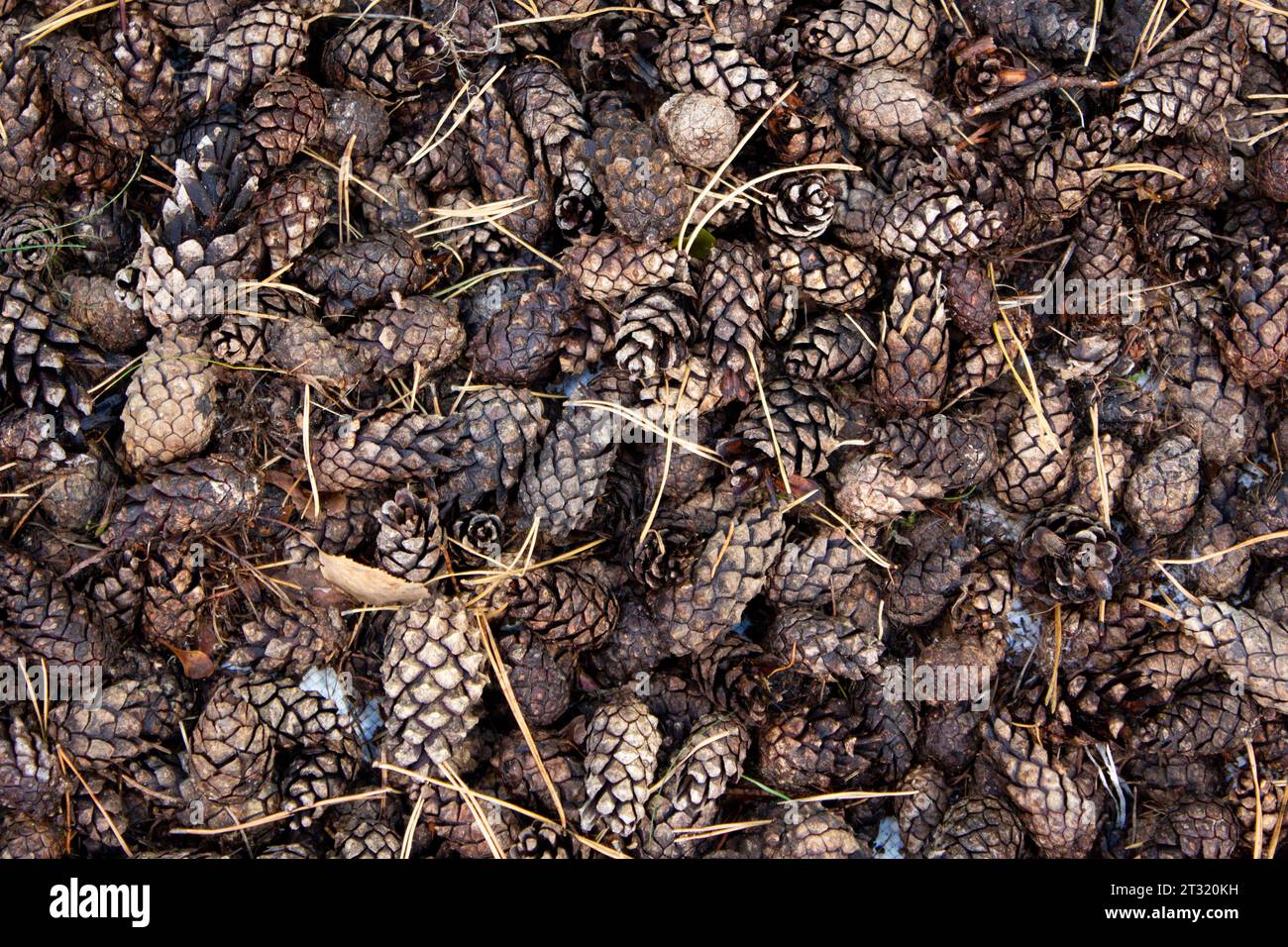 Pine cone background. Brown dried pine cones in fall as a beautiful pattern. Coniferous forest. Stock Photo