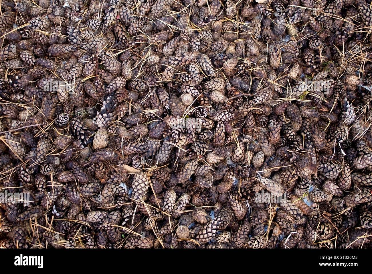 Pine cone background. Brown dried pine cones in fall as a beautiful pattern. Coniferous forest. Top view. Stock Photo