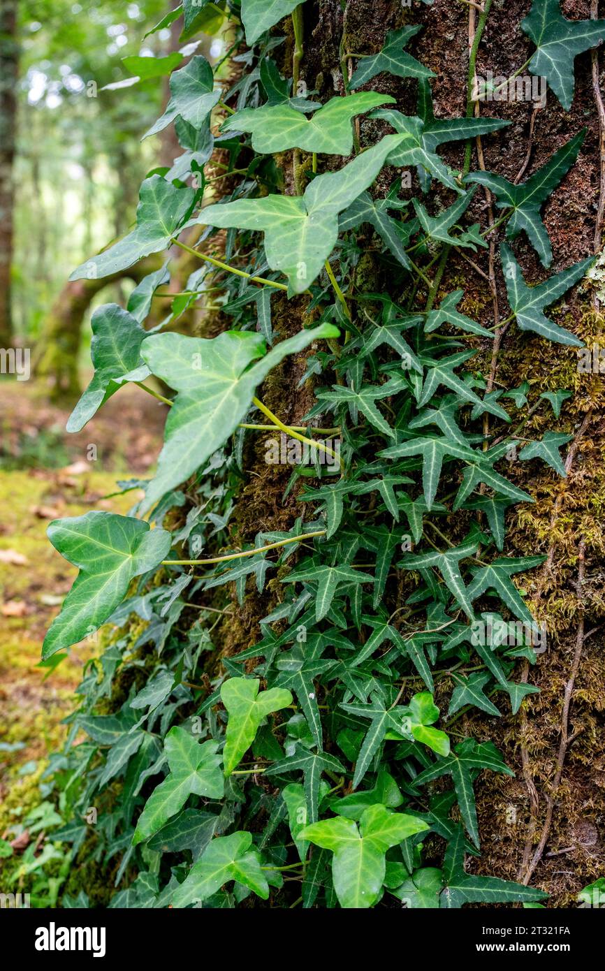 Needlepoint Ivy (Hedera Helix) growing on a tree trunk in a forest Stock Photo Alamy