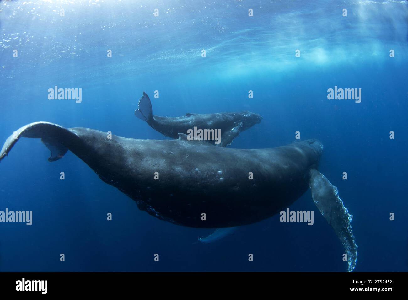Mother humpback whale is swimming with her calf. Whales near the ocean surface. Marine life on Mauritius. Stock Photo