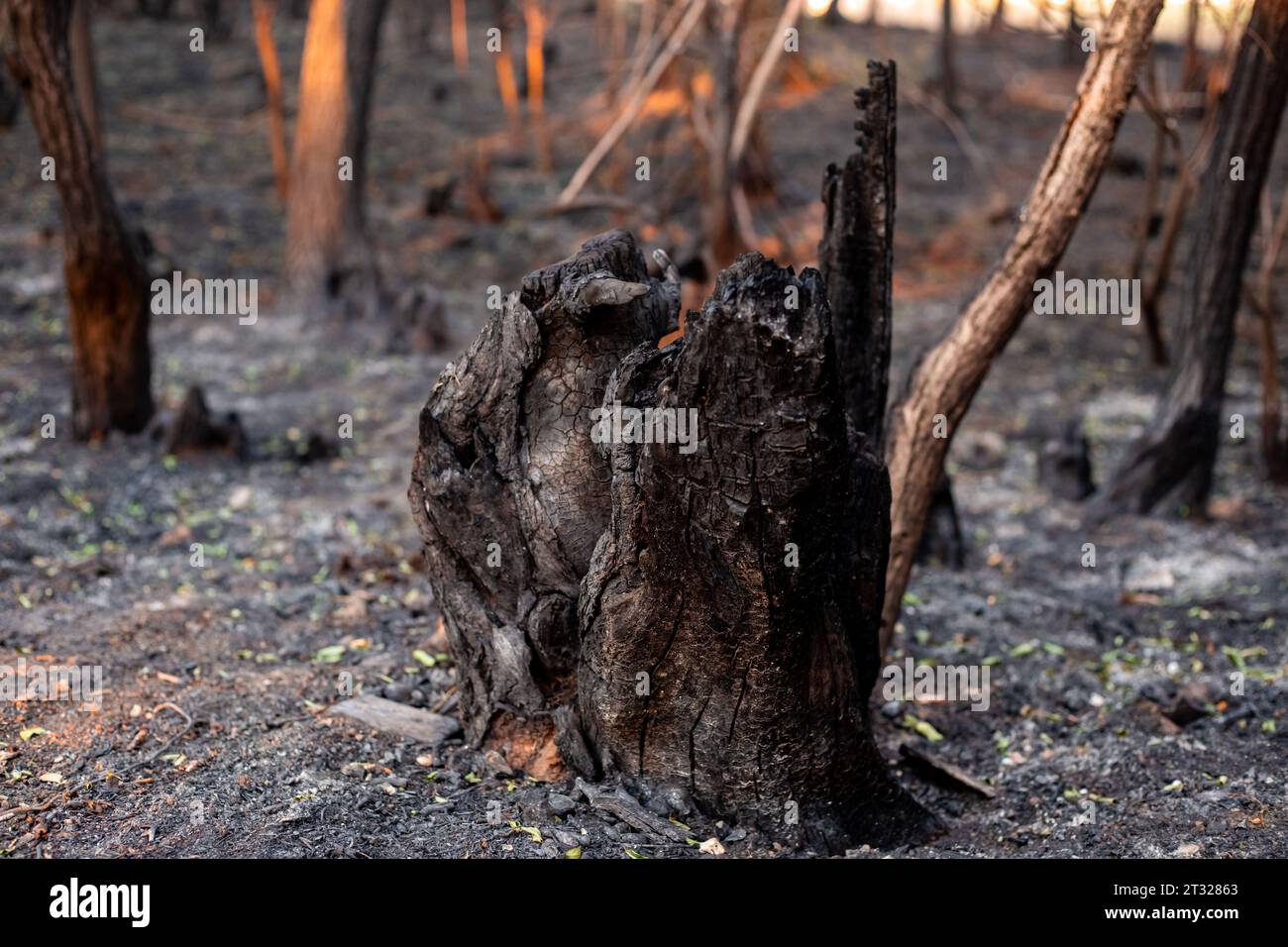 black burnt stump in the forest after a big fire. Concept take care of ...