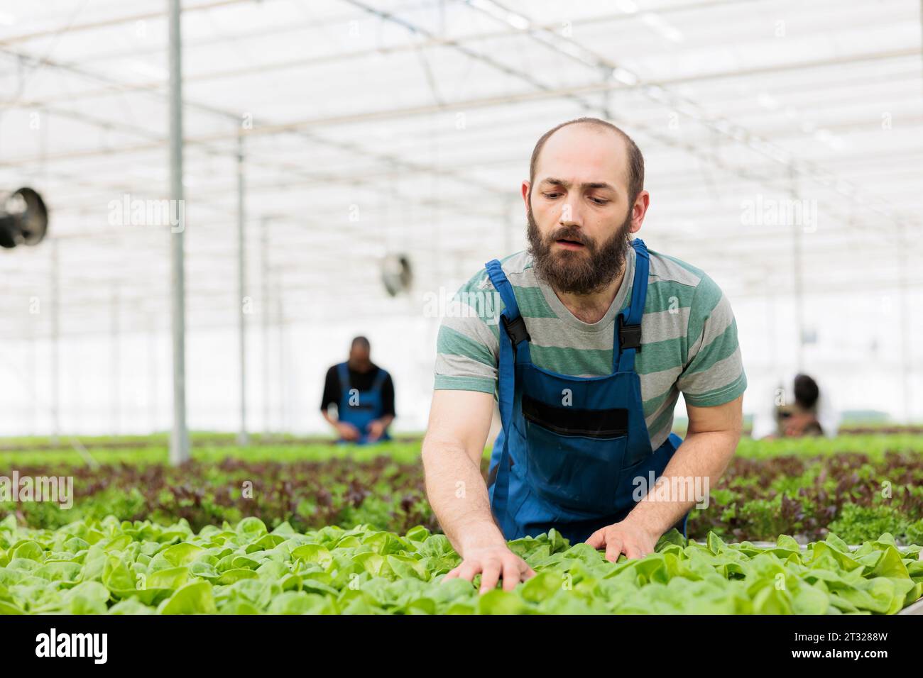 Busy farm worker using non chemical method of getting rid of bugs from