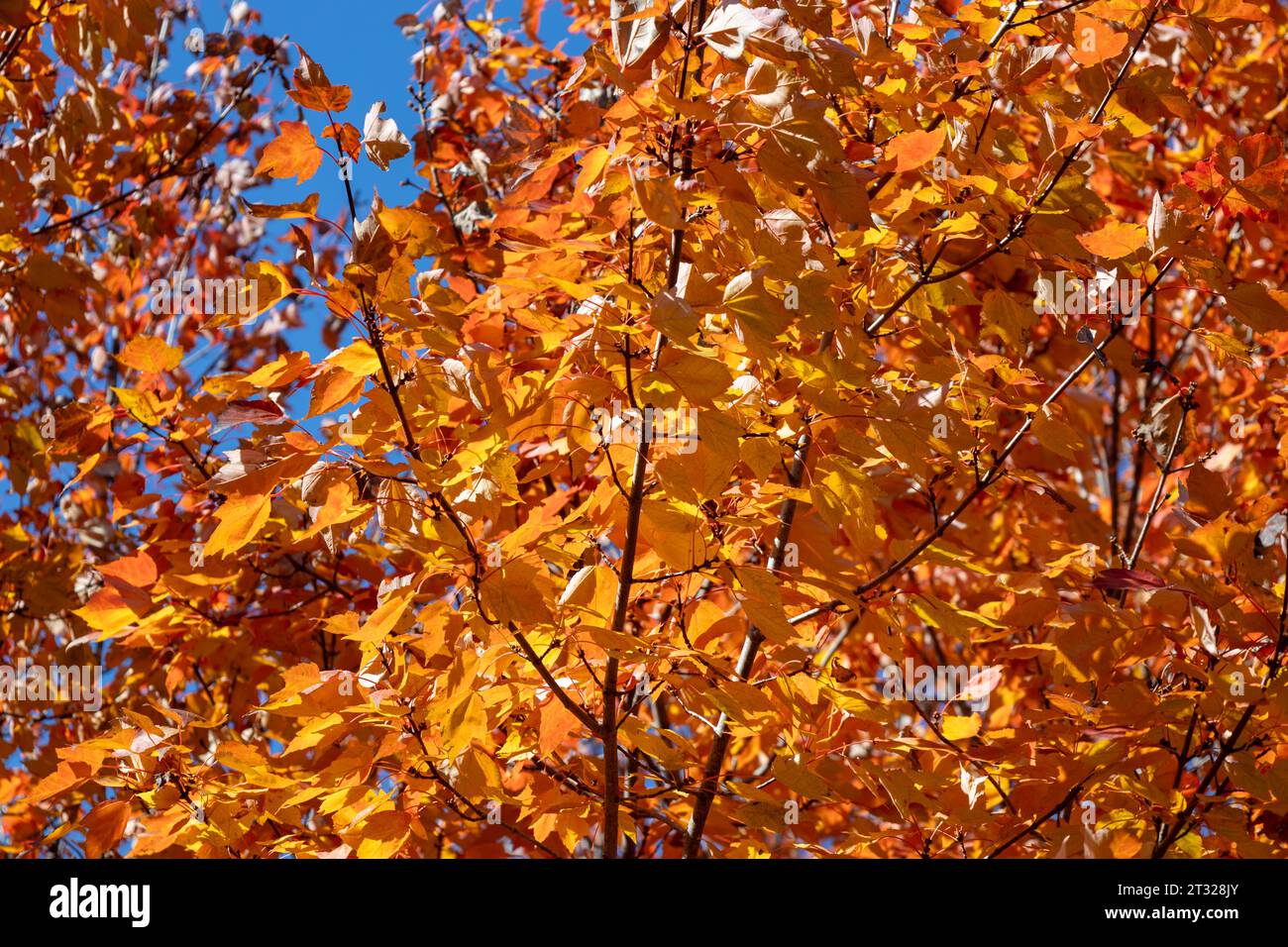 Full frame abstract texture background of the underside canopy of red and orange color leaves on a red maple (acer rubrum) tree in autumn Stock Photo