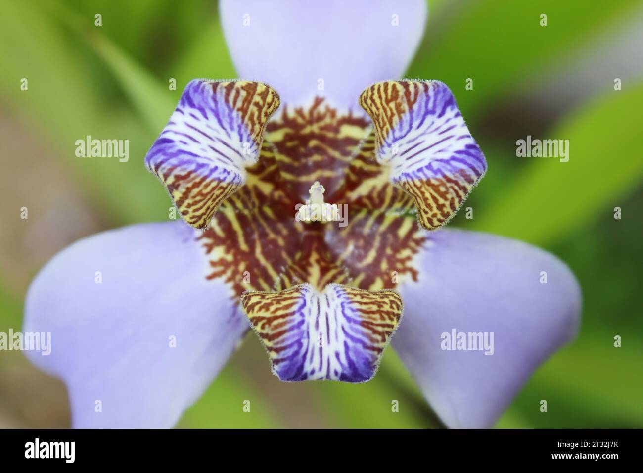 Flowering of the Trimezia Coerulea plant, popularly known as Beach Iris, Purple Lily, False-Iris or Twelve-Apostles. Stock Photo