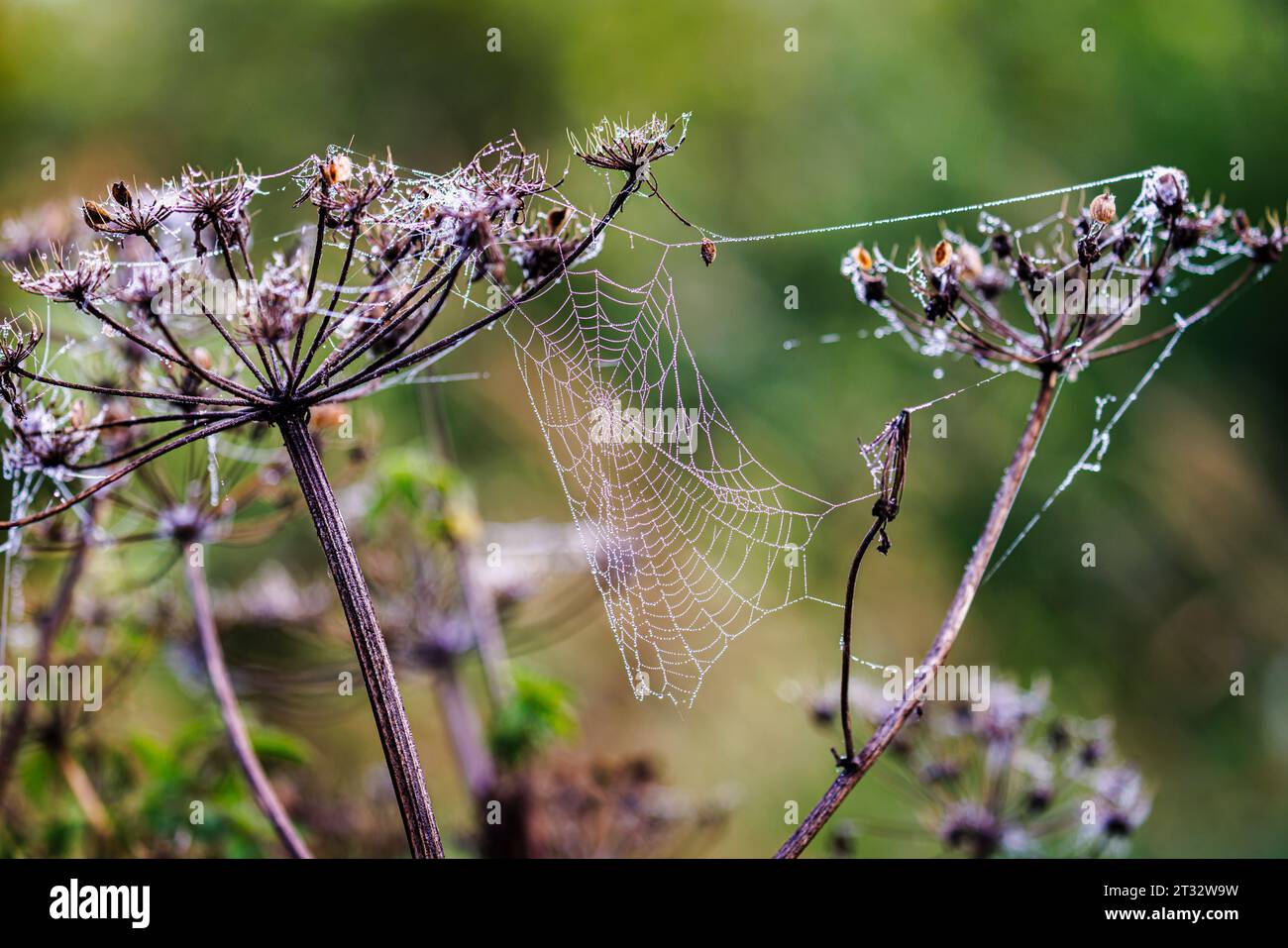 Spiders' webs on umbellifer plants in Heather Farm Wetland, Horsell Common, near Woking, Surrey with early morning dew droplets Stock Photo
