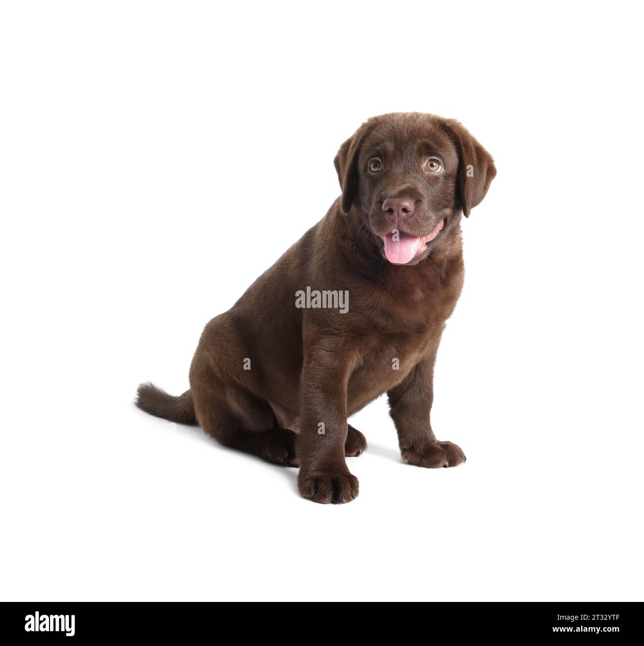 White chocolate labrador cheap