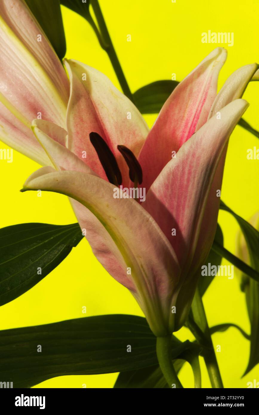Stargazer or oriental lily still life, burst with color, lines, form and pattern. Against yellow background. Stock Photo