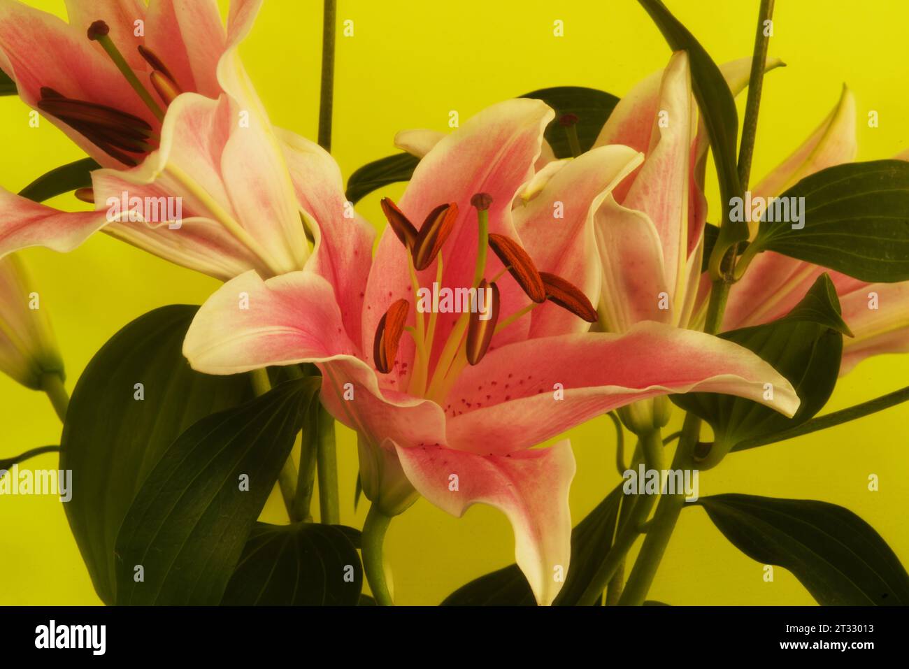 Stargazer or oriental lily still life, burst with color, lines, pattern shot creating dreamy effect,  Against yellow background. Stock Photo