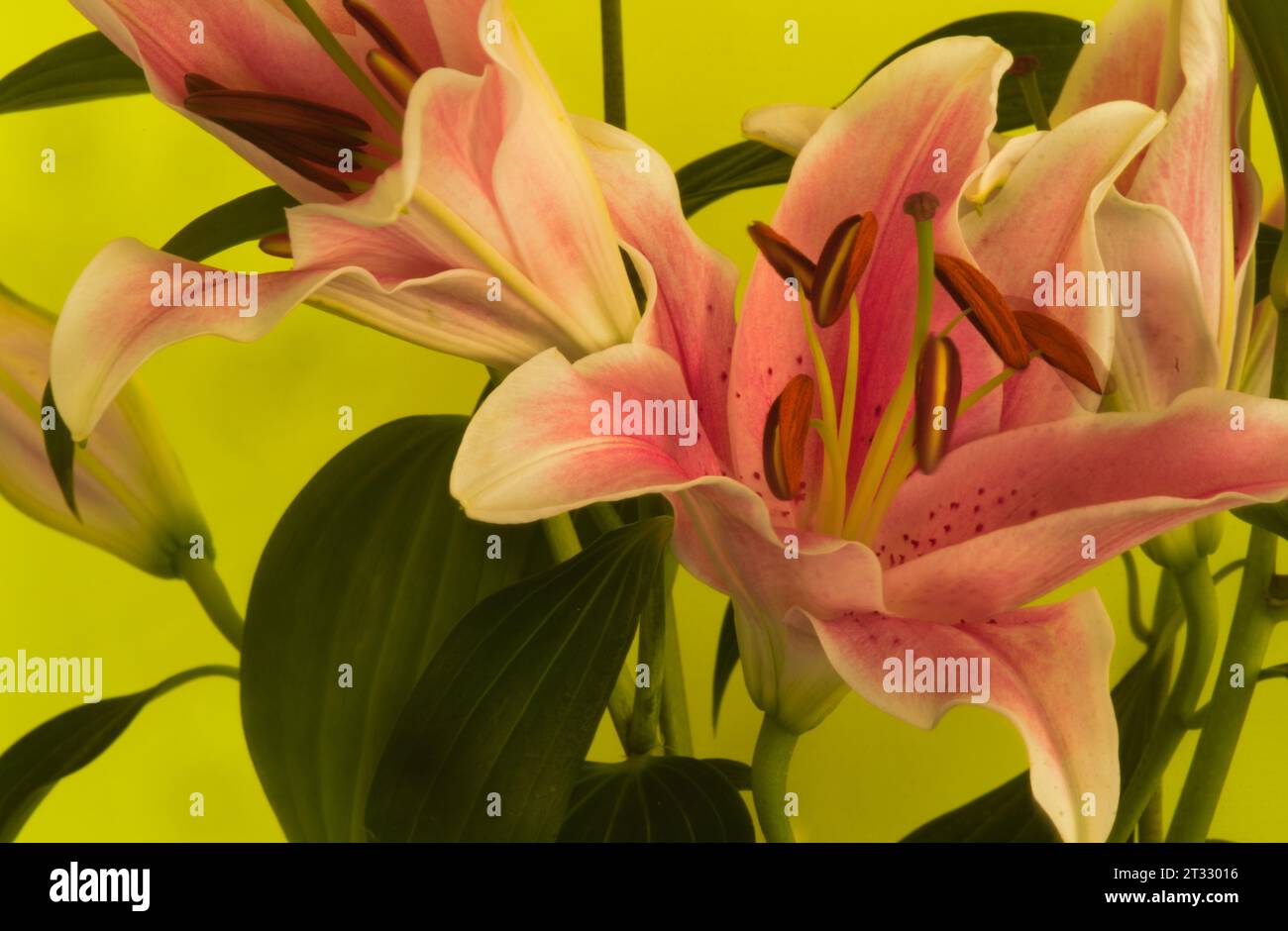 Stargazer or oriental lily still life, burst with color, lines, pattern shot creating dreamy effect,  Against yellow background. Stock Photo