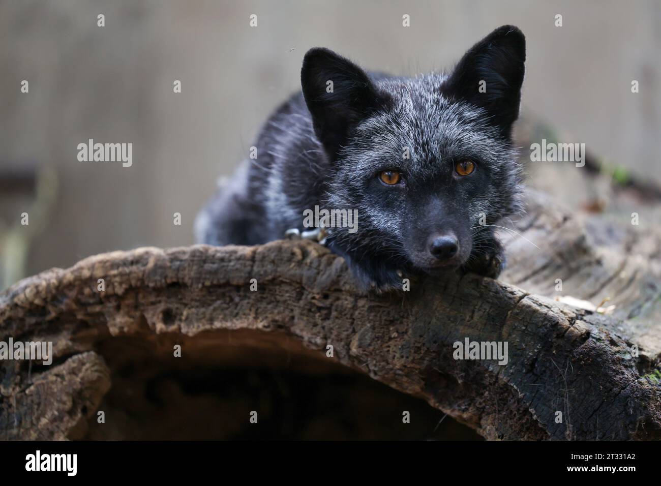 Zoo animal silver fox hi-res stock photography and images - Alamy